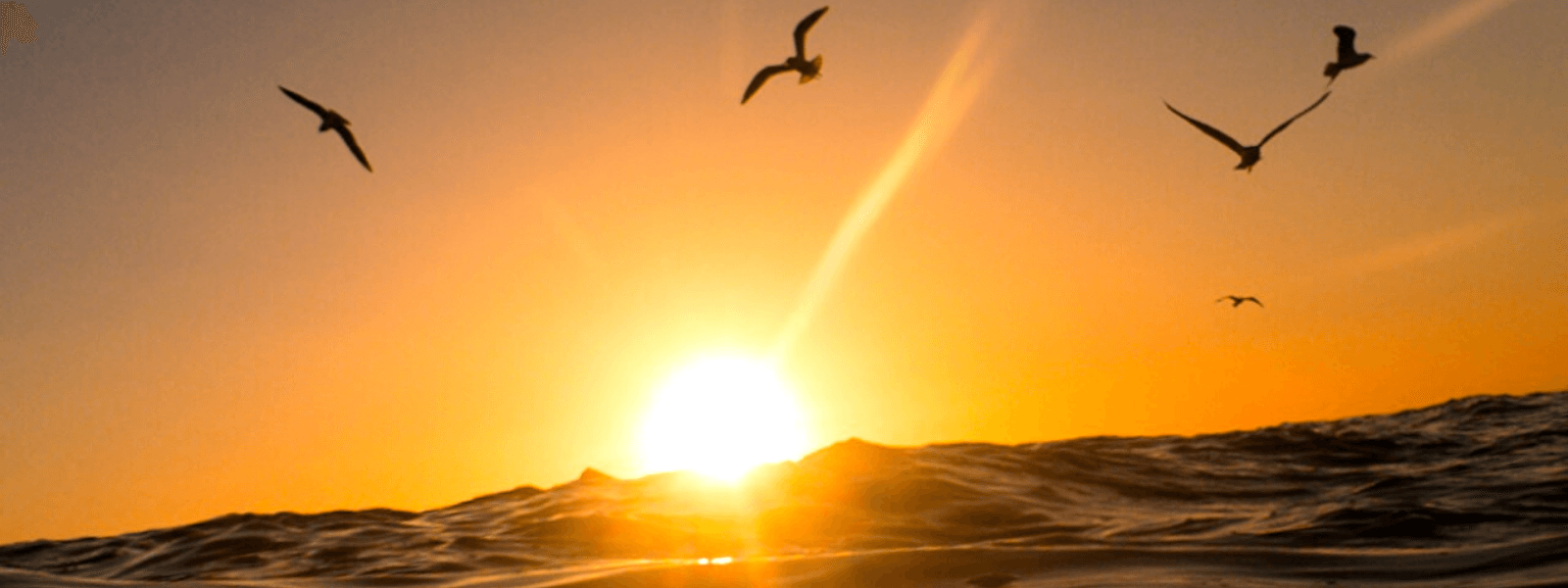 Page Banner