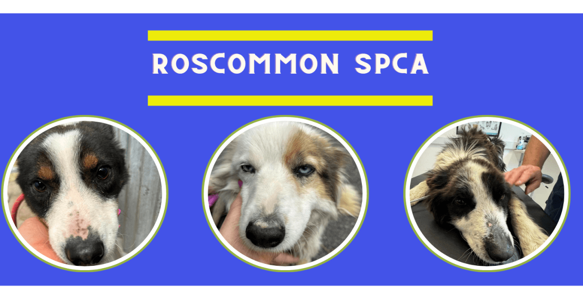 Page Banner