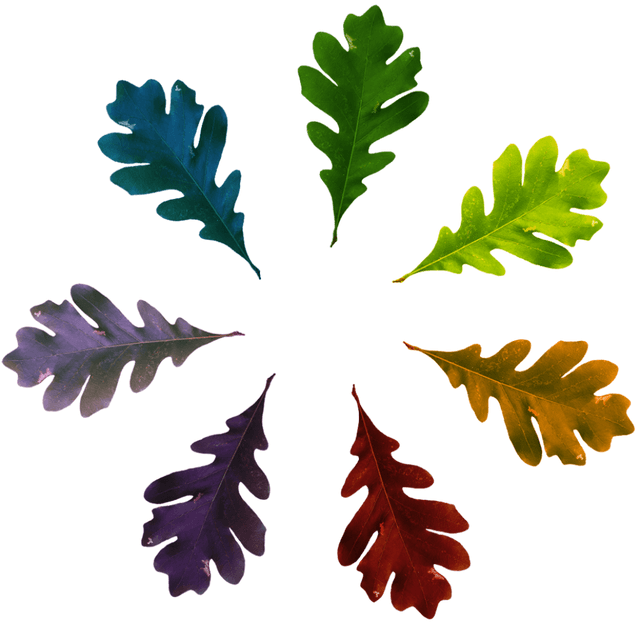 Page Logo