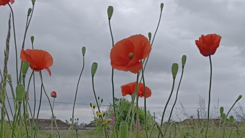 Page Banner