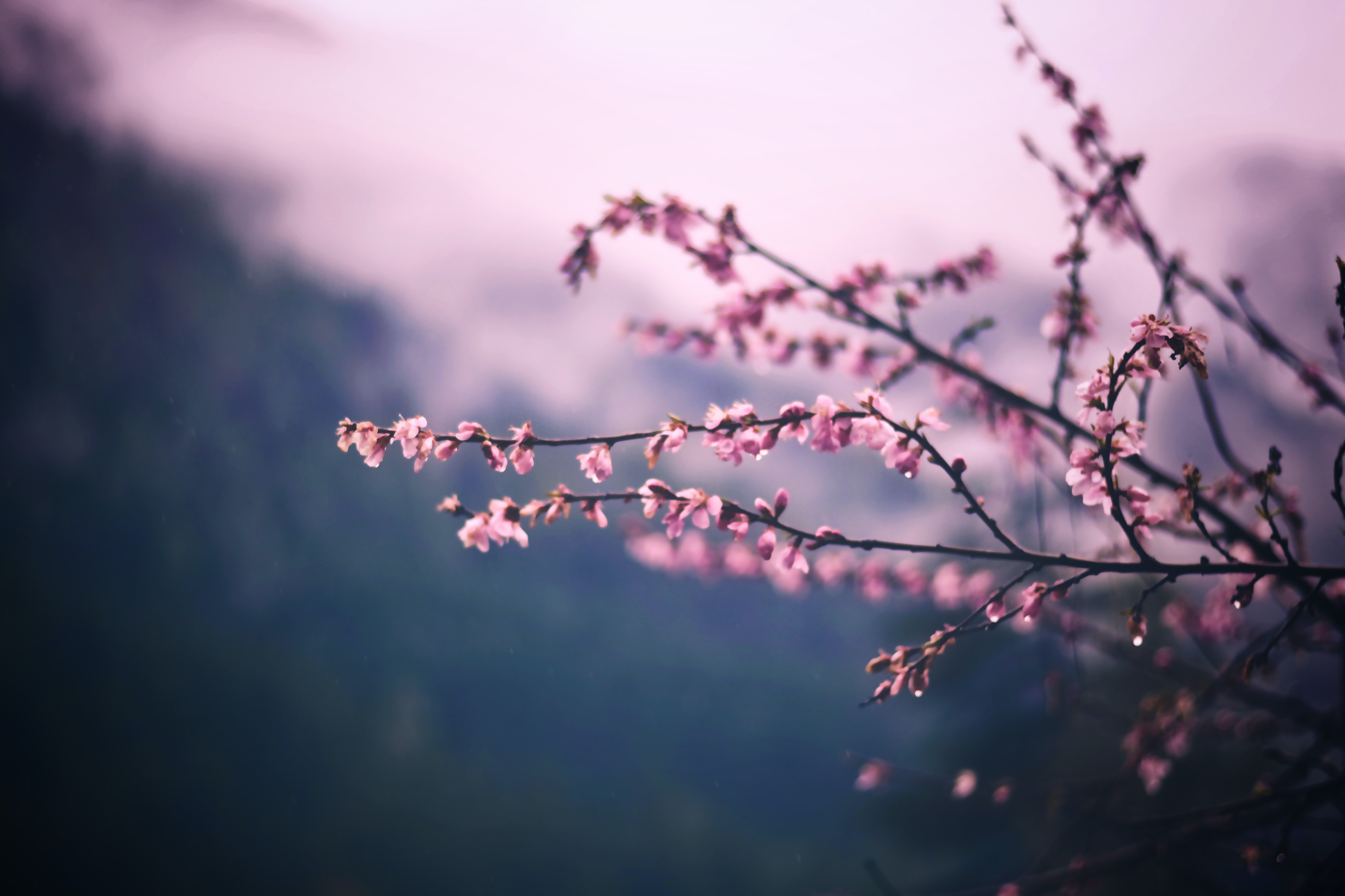 banner-image