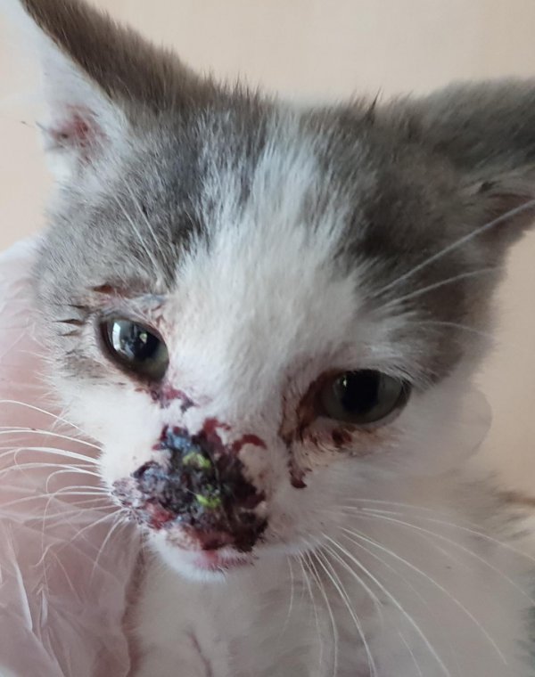 Animals In Need | Online Fundraising Animals In Need | Online Fundraising